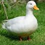 @TheDucky34