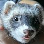 @SpecOpsFerret