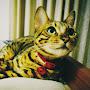 @好きねこ-l6k