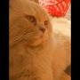 @fareedhazaina3143
