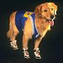 @airbud914