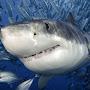 @sharkwhisperer7326