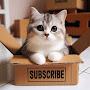 @StunCat_Stories