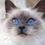 @maruko25