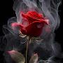 @shergul8101