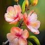 @deccan3564