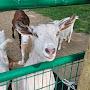 @GoatFarmer2020