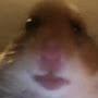 @HAMPTER98