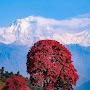 @AshishRai-t2mswajung