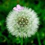 @dandelion1627