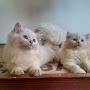 @PrachiRamteke-iu3rs