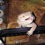 @reptileguy8458