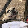 @dsbanimals4010