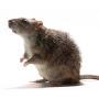 @RatRat-m8b
