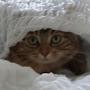 @animallover6307