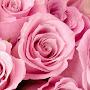 @veronicamwarren5750