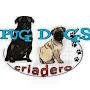 @pugdogscriadero9664