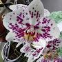 @gardeningandgrowingorchids1688