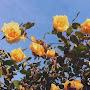@yvonnehayes5251
