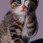 @enaamhashim2661