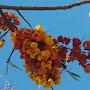 @flordelbosque5671