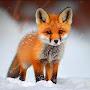 @justagirlwholovesfoxes