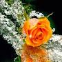 @salwaaltay2962