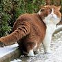 @gefilte86