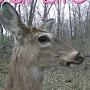 @ReallifeBambiDeerattheFarm