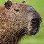 @capybara9684