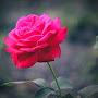 @DayHope1236