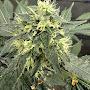 @Magnus_Farms420