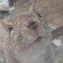 @runninggraysquirrel