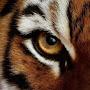 @EyeOfTheTiger01