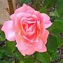 @deborahw6860