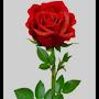 @nsingh7859