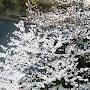 @boycherryblossom4807