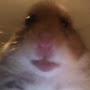 @Fazehamster69