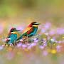 @hosseinbeyzaei4054