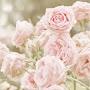 @nurinnasuhaalya7401