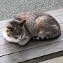 @奥村実-q1l