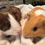 @theGPiglets