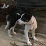 @charliesimpsonfarmlife2126
