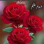 @robinabashir3028