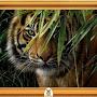 @AnimalVerse-q1u