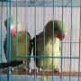 @RRparrots