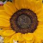 @yellowjasmine2009