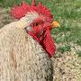 @ChickenFarmerNamedChicken