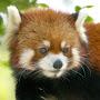 @acertainredpanda1115