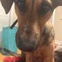 @Mydoggyismybaby